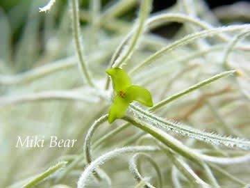 ウスネオイデスの小さな花 Miki Bear