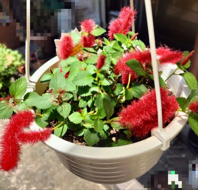 花の管理 土 病気 害虫 なる程情報 のブログ記事一覧 猫とお花が大好きな お笑い系のクリスチャン