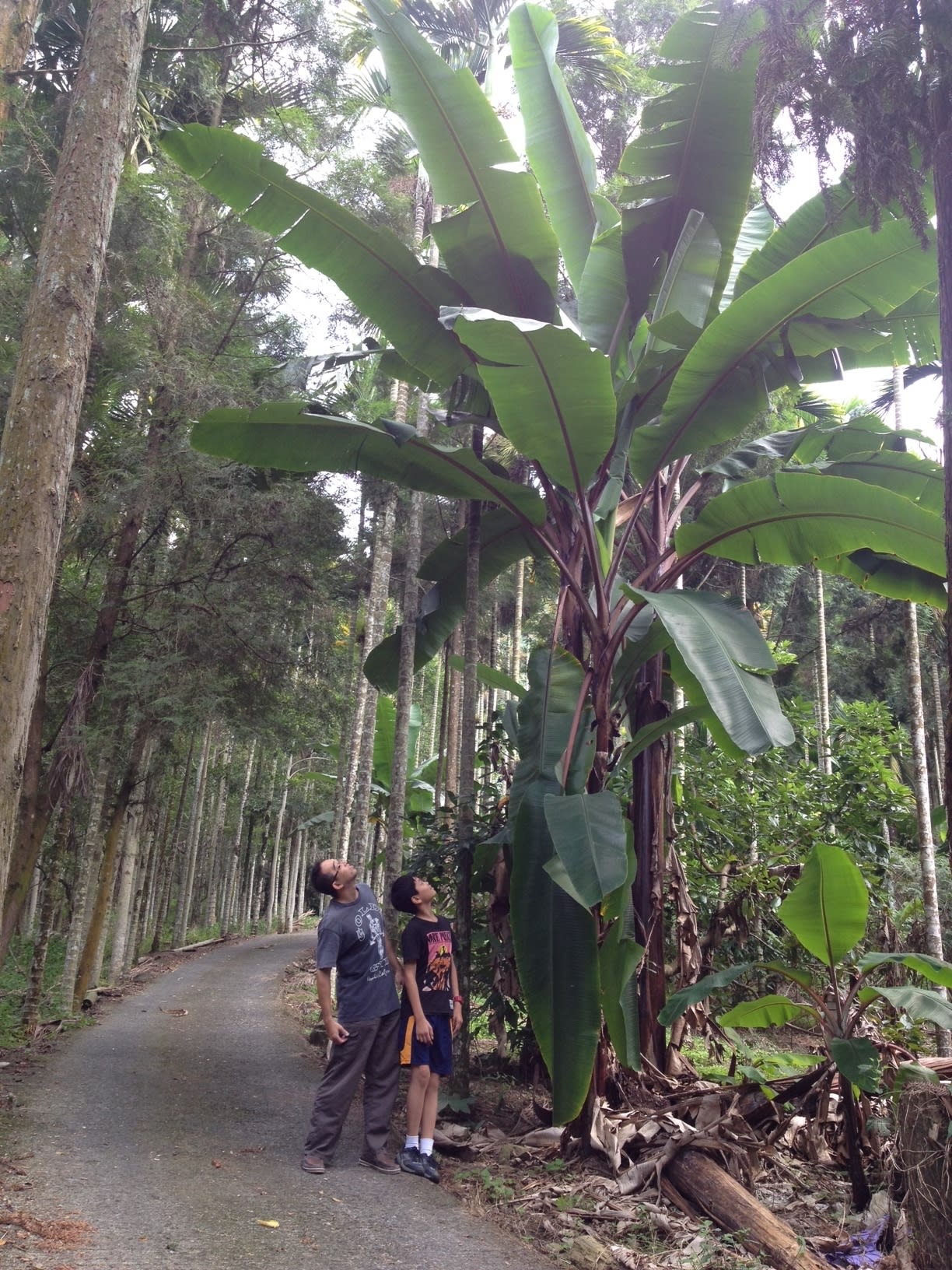 巨大なバナナの木を発見しました ゲストハウス プリ Guest House Puli