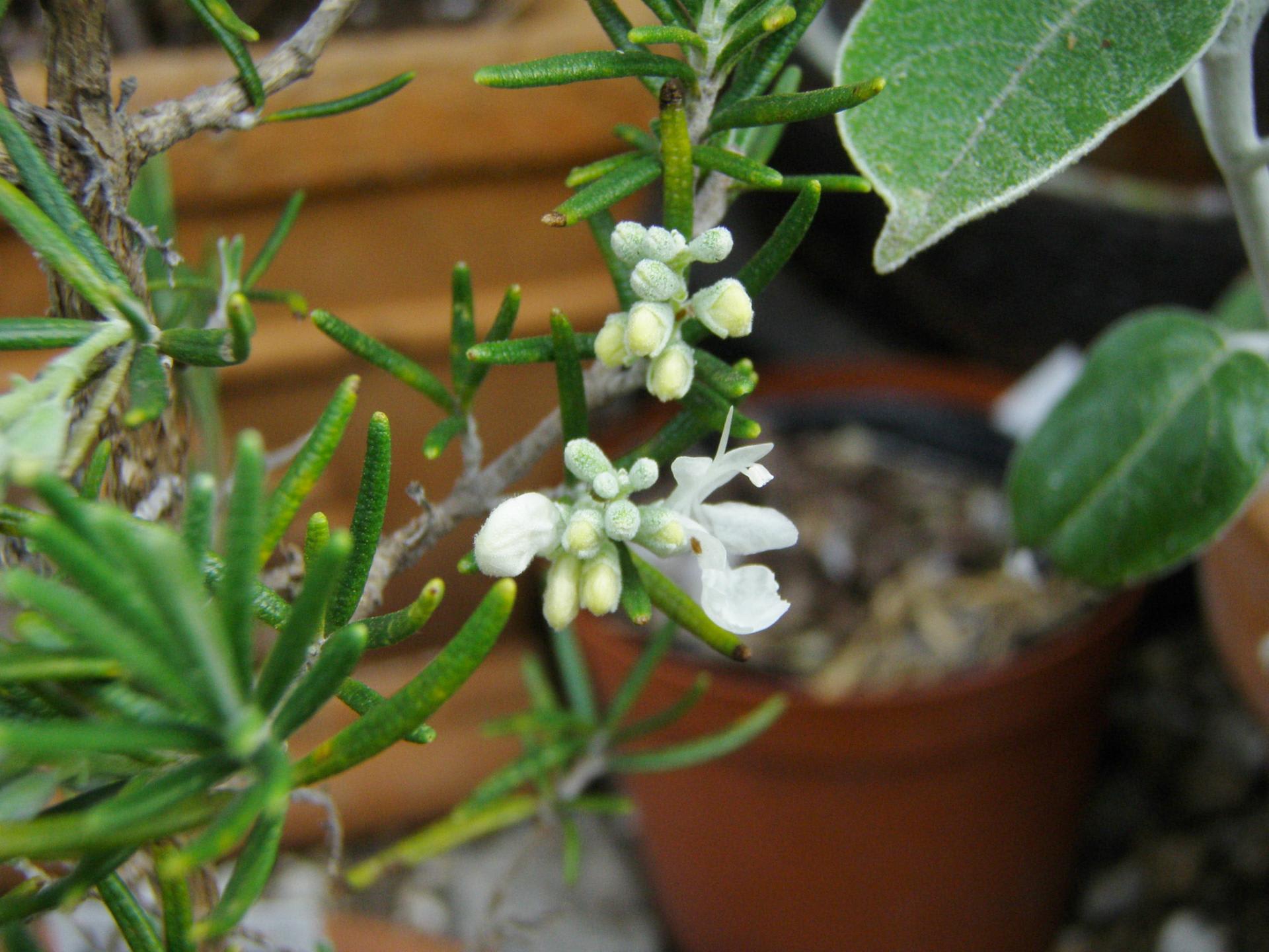 ローズマリー・ホワイト（Rosmarinus officinalis var.albiflorus）の花 - モノトーンでのときめき