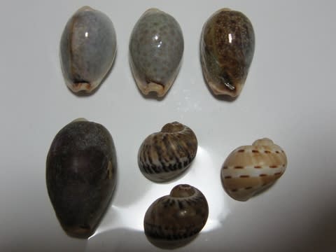 オミナエシダカラとフロガイダマシ 三浦半島の端っこ オミナエシダカラとフロガイダマシ 三浦半島の端っこ