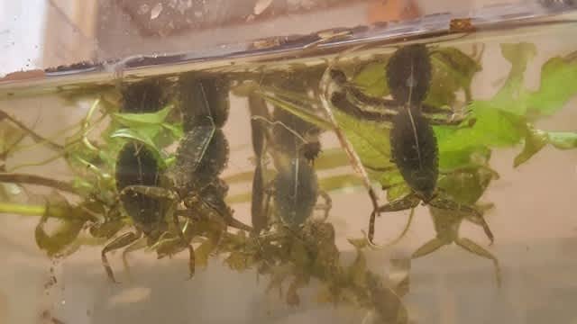 子タガメ 朗らかな蜥蜴と16の世界 3rd Space