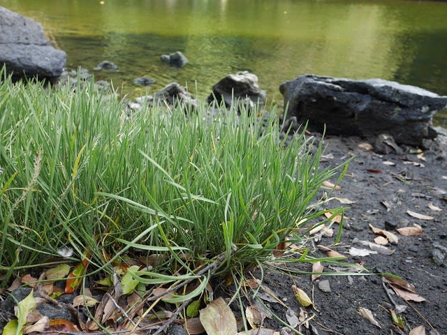 続 シバナ探訪 うっtと植物たち 続 シバナ探訪 うっtと植物たち