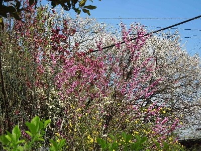 いまが盛り 紅白のハナズオウ 黄色と白の山吹 黄花のエニシダ アジサイとツバキの植え替えもしました みどりの一期一会