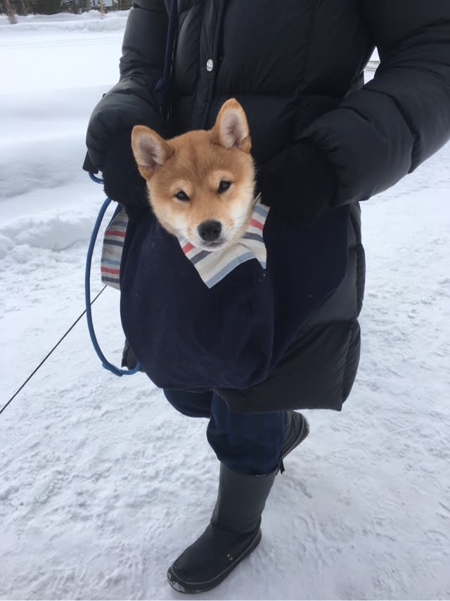 柴犬の成長記録 北海道移住しちゃいました