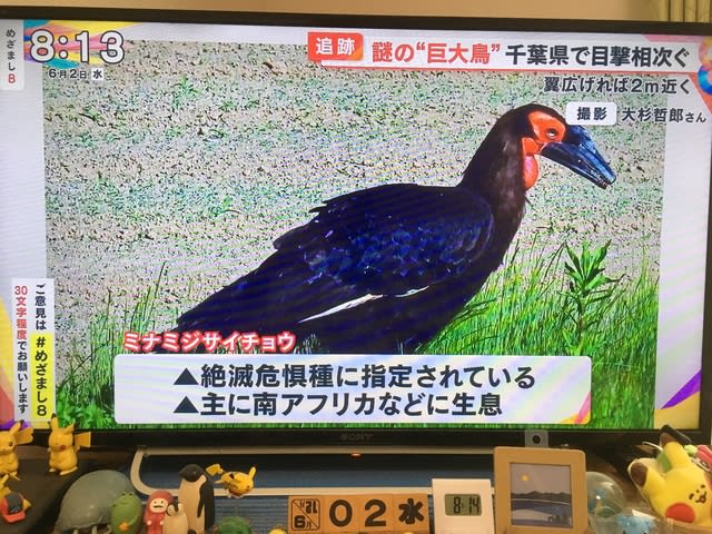 千葉県で目撃された巨大鳥は ミナミジサイチョウ 追記 What A Wonderful World