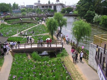 潮来あやめ園