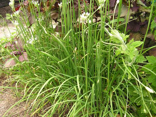 ニラ 韮 の名称とニラの花 らいちゃんの家庭菜園日記