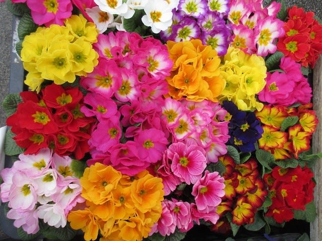 すべての美しい花の画像 新着プリムラ 花束
