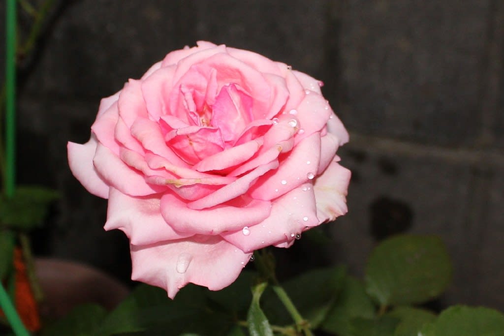 バラ ウエディングベルが初めて開花 お庭の出来事２ つづきです