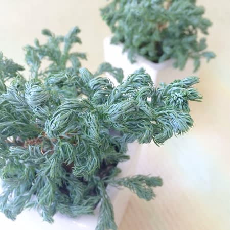 ブルーバード 花のある生活 ブルーバード 花のある生活