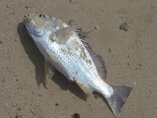 今週も北部で投げを撮りに 安座間尚の沖縄キスの投げ釣りブログ