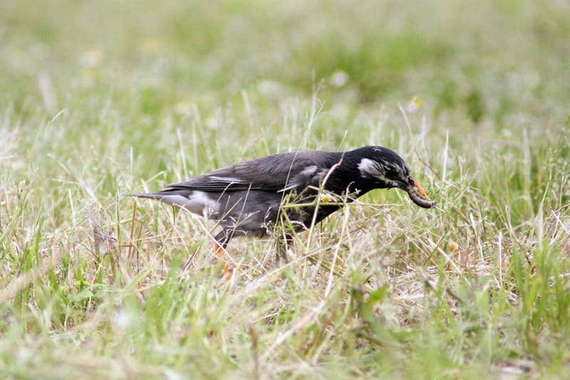 ムクドリ 餌集め 撮観鳥 ムクドリ 餌集め 撮観鳥
