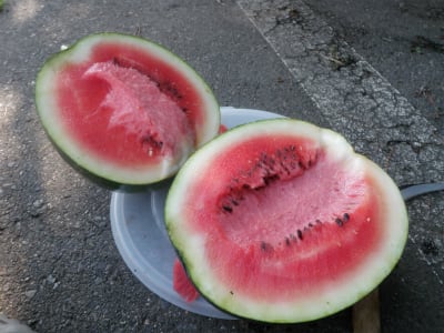 念願の8月にスイカ 自然菜園の美味 無農薬 自然菜園 自然農法 自然農 で 自給自足life 持続可能で豊かで自然な暮らしの分かち合い