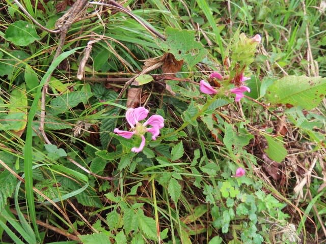高ボッチ高原・鉢伏山で最近咲いている花　トモエシオガマ（巴塩竃）