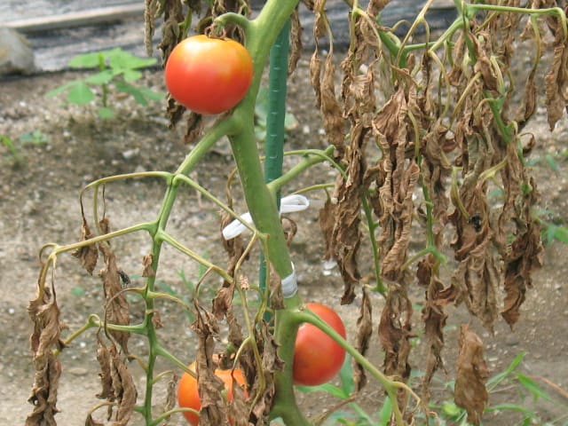 29 濃い味トマト枯れる 投資額回収できない農業日記