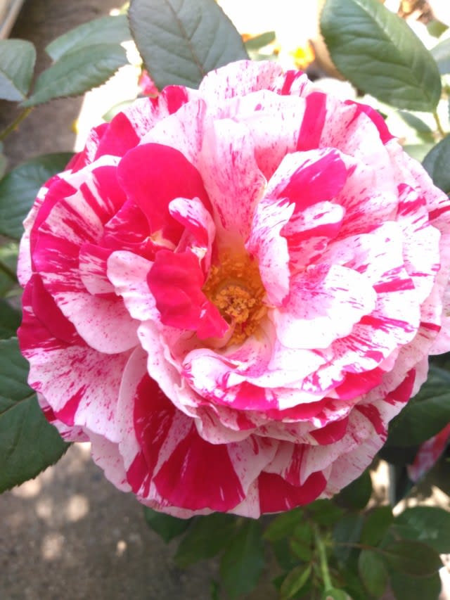 赤白マーブル 絞り の不思議な薔薇 強香大輪四季咲き 見事な花つき Nae 苗 多肉ガーデン ブログ