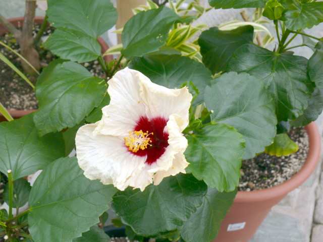 秋田県潟上市 ブルーメッセあきた のハイビスカス 13年10月5日 土 Peaの植物図鑑