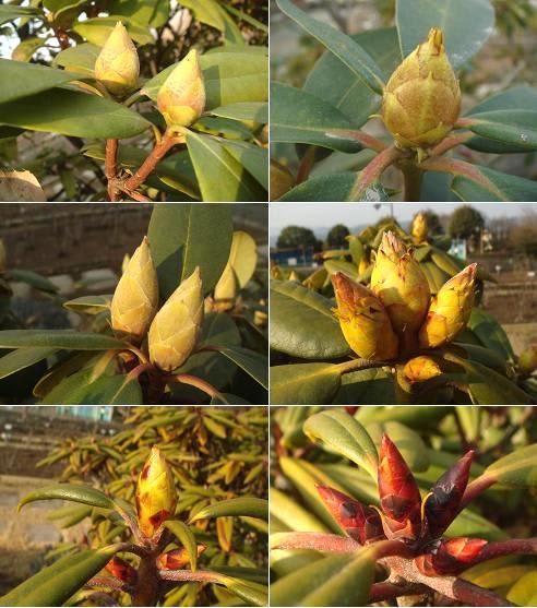アズマシャクナゲの花芽 その他シャクナゲの花芽 里山コスモスブログ