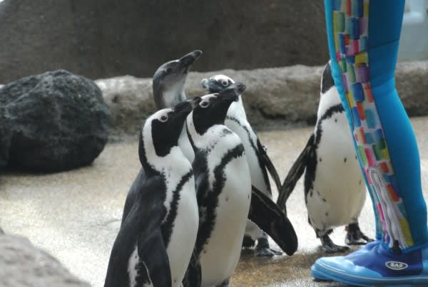 ペンギンの見分け方 フンボルト属 ３ ペンギン音頭