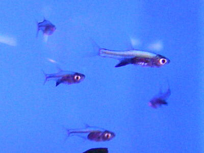 ラスボラアクセルロディディープブルー アクアウィズのオススメ 熱帯魚