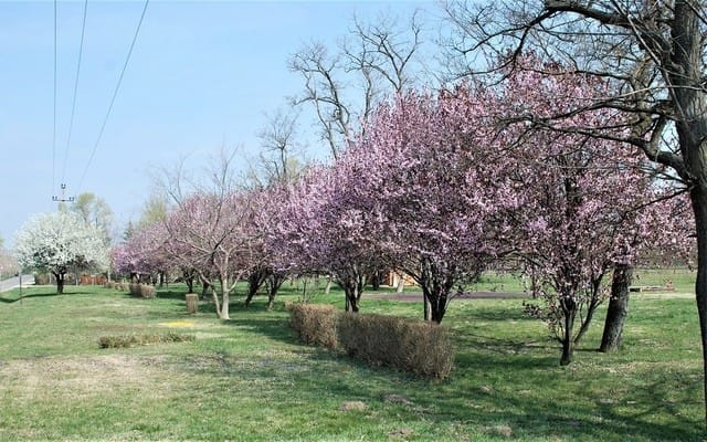 令和 に捧げる国花 桜 撮り旅 ヨーロッパ