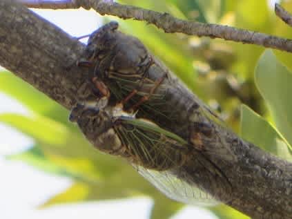クマセミの恋 浜野巌治 クマセミの恋 浜野巌治