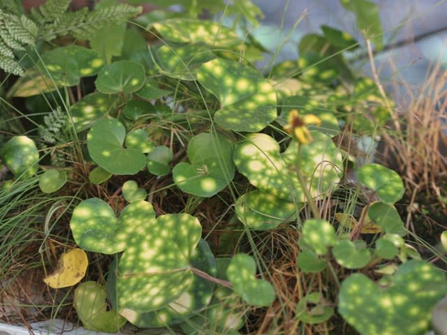蛍斑のツワブキ 岩ギボウシの実 種 ヤブコウジの実 山野草愛好の東松塚山