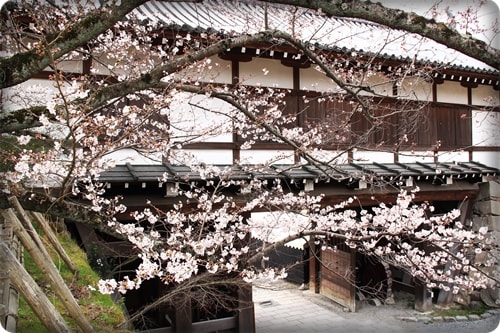 大和郡山城桜まつり 散策 大和郡山城桜まつり 散策