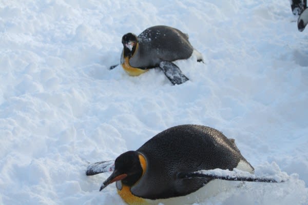ペンギン散歩５ 王様の危険なトボガン ペンギン音頭
