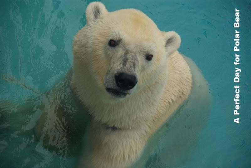アイスも結構可愛い シロクマ日和 A Perfect Day For Polar Bear