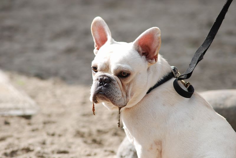 おとな こども フレンチブルドッグのトーラ Blog Keiko French Bulldog Pag フレンチブルドッグ パグ 柴犬のブログ おとな こども フレンチブルドッグのトーラ Blog Keiko French Bulldog Pag フレンチブルドッグ パグ 柴犬のブログ