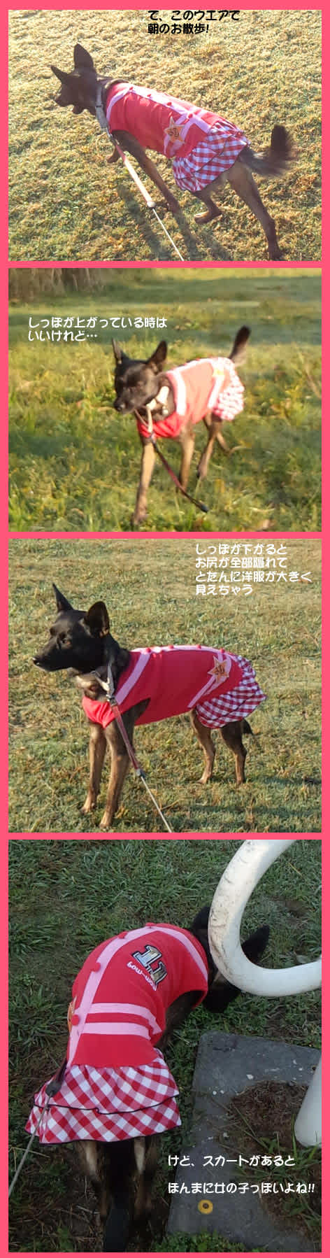 スカートで 女子力アップ できたかな 雑種犬 風 ふう のひとりごと スカートで 女子力アップ できたかな 雑種犬 風 ふう のひとりごと