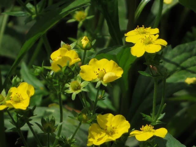 立ち上がった金色の花という名前のリュウキンカ 野の花 庭の花