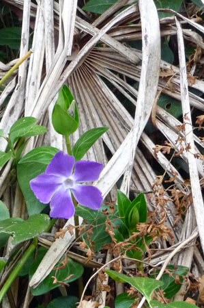 紫の可憐な花