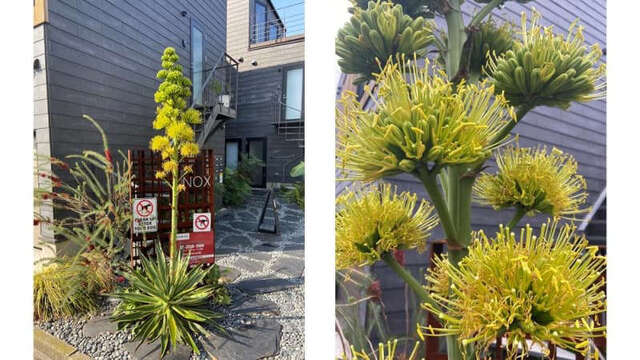 100年に1度しか咲かない アガベ が 自宅の庭で開花 21年5月23日 日 Peaの植物図鑑 100年に1度しか咲かない アガベ が 自宅の庭で開花 21年5月23日 日 Peaの植物図鑑