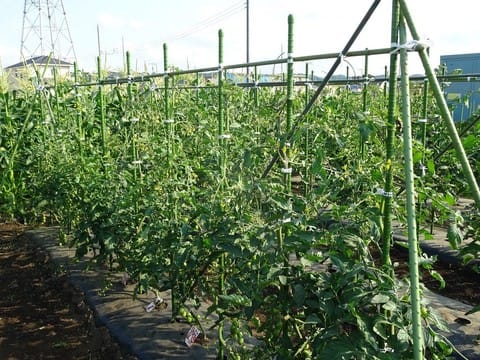 トマトの誘引 支柱キャッチャーが便利 農ある生活