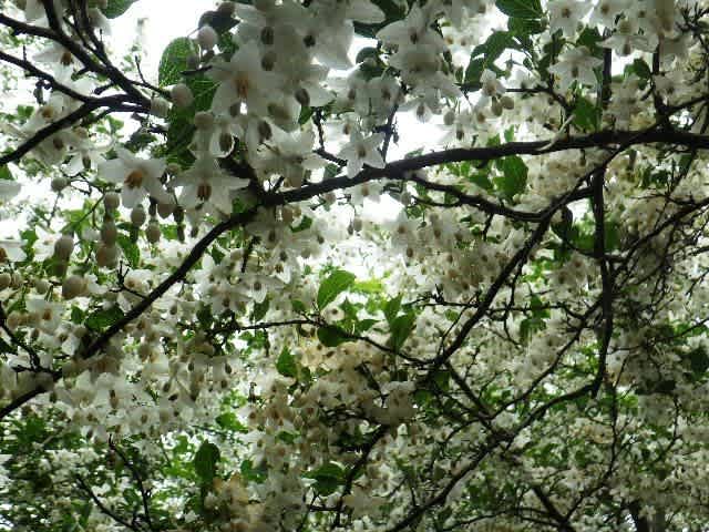 21年6月5日 土 北摂 剣尾山から 雑木林が美しい横尾山西尾根でるり渓温泉へ抜ける Mr Dashのぶろぐ館 21年6月5日 土 北摂 剣尾山から 雑木林が美しい横尾山西尾根でるり渓温泉へ抜ける Mr Dashのぶろぐ館