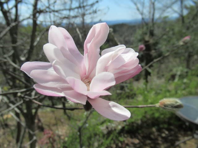 春の花木の花色とノラの自粛期間 Noriba Ba S Garden