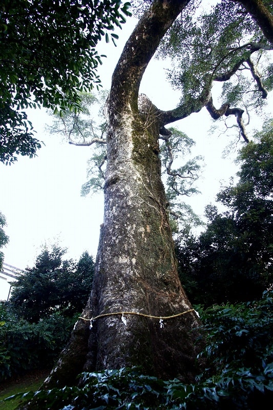 鹿児島県薩摩川内市 永利 ながとし のオガタマノキ 巨樹 巨木巡礼