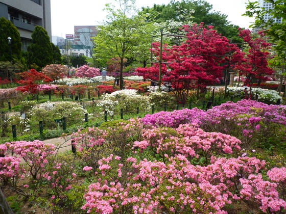11年 練馬のお花 その4 つつじ 平成つつじ公園 2 mihoの旅