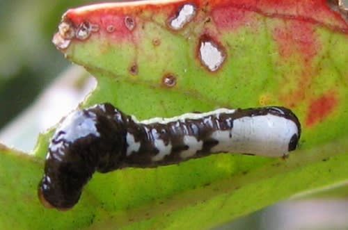 ミナミクロホシフタオ幼虫