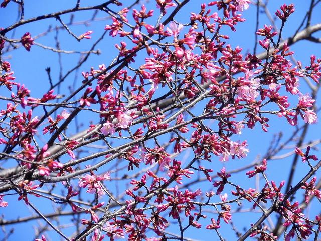 リュウキュウザクラ　琉球桜