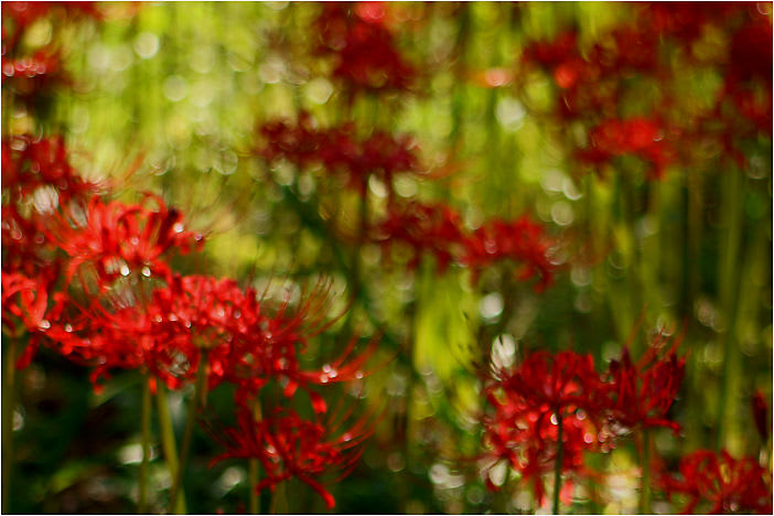三昧花 狐花 捨子花 Maicoの あ ら か る と