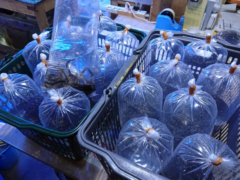 餌用ドジョウ入荷してます 熱帯魚店モンスターアクアリウム 川口店 買取販売情報 餌用ドジョウ入荷してます 熱帯魚店モンスターアクアリウム 川口店 買取販売情報