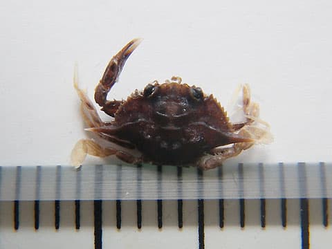 カニの仲間 稚ガニ 子ども のブログ記事一覧 チリモン プチモン写真館