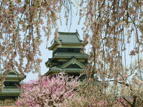 松本城の桜