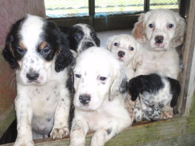 イングリッシュ セターの仔犬 鳥猟犬訓練専門犬舎 佐倉犬舎のブログ