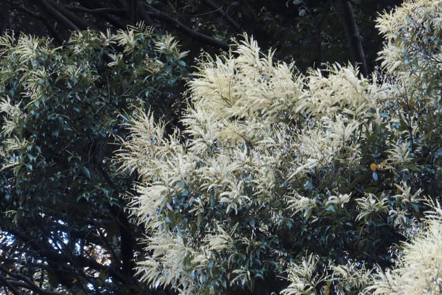 お目当ての花は咲き始め 宇治川散策22 5 上旬 2 なつみかんの木々を見上げて お目当ての花は咲き始め 宇治川散策22 5 上旬 2 なつみかんの木々を見上げて