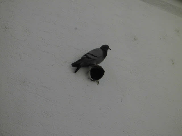 夫の鳩嫌いに納得する 怠慢主婦 ドイツで同居